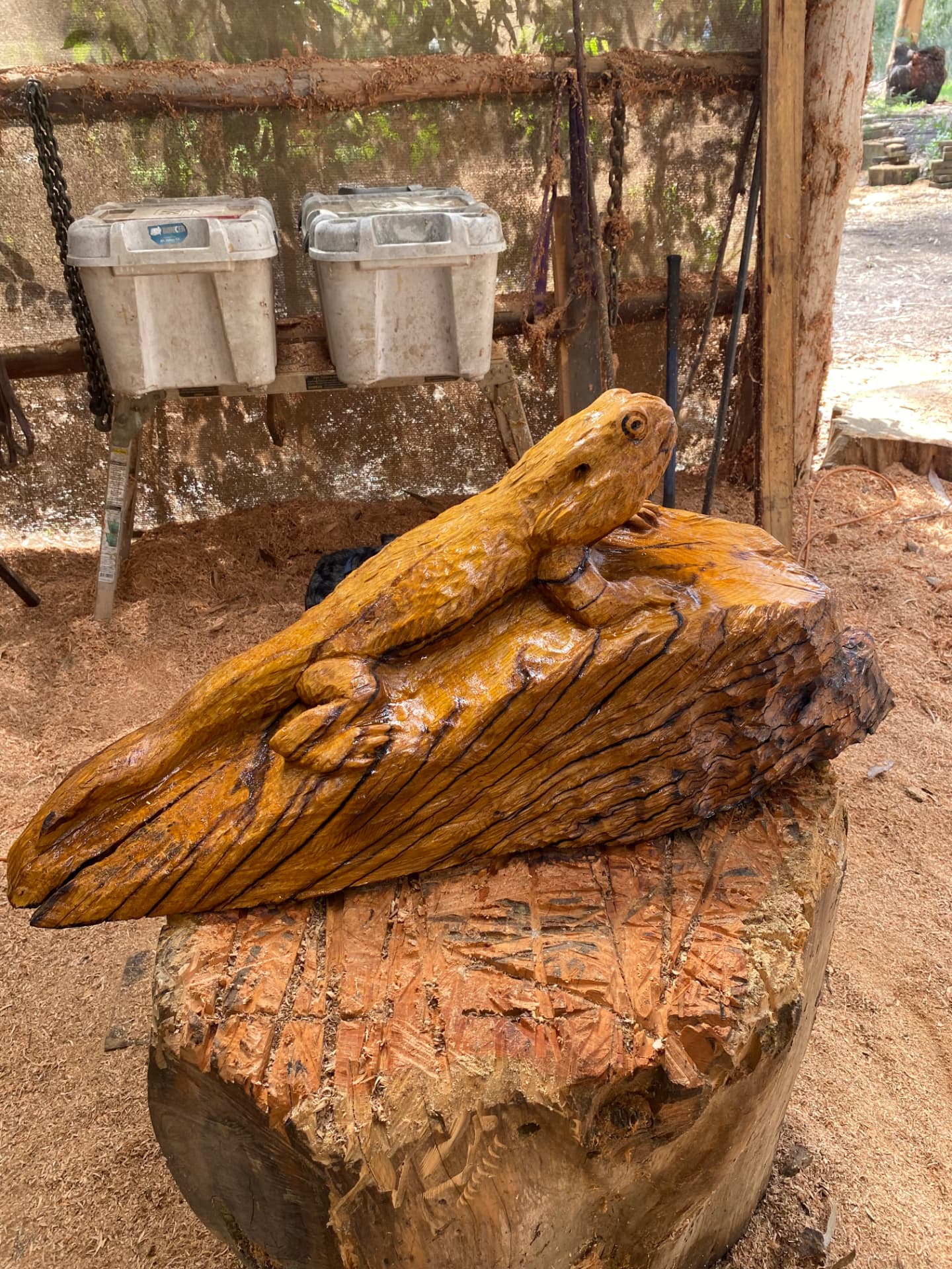 Bearded Dragon — chainsaw sculpture in Oak