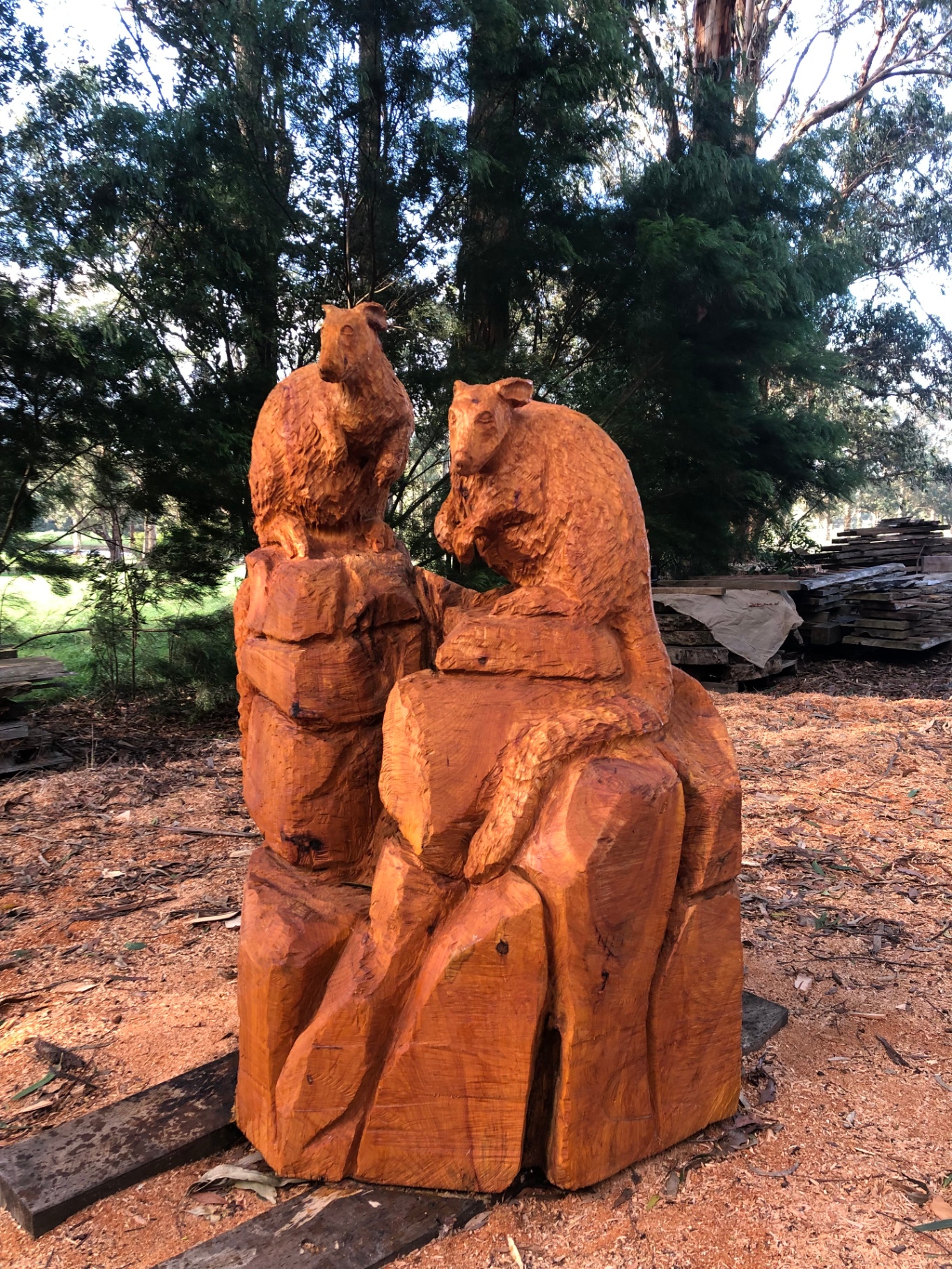 Yellow Footed Rock Wallabies — chainsaw sculpture in Cypress