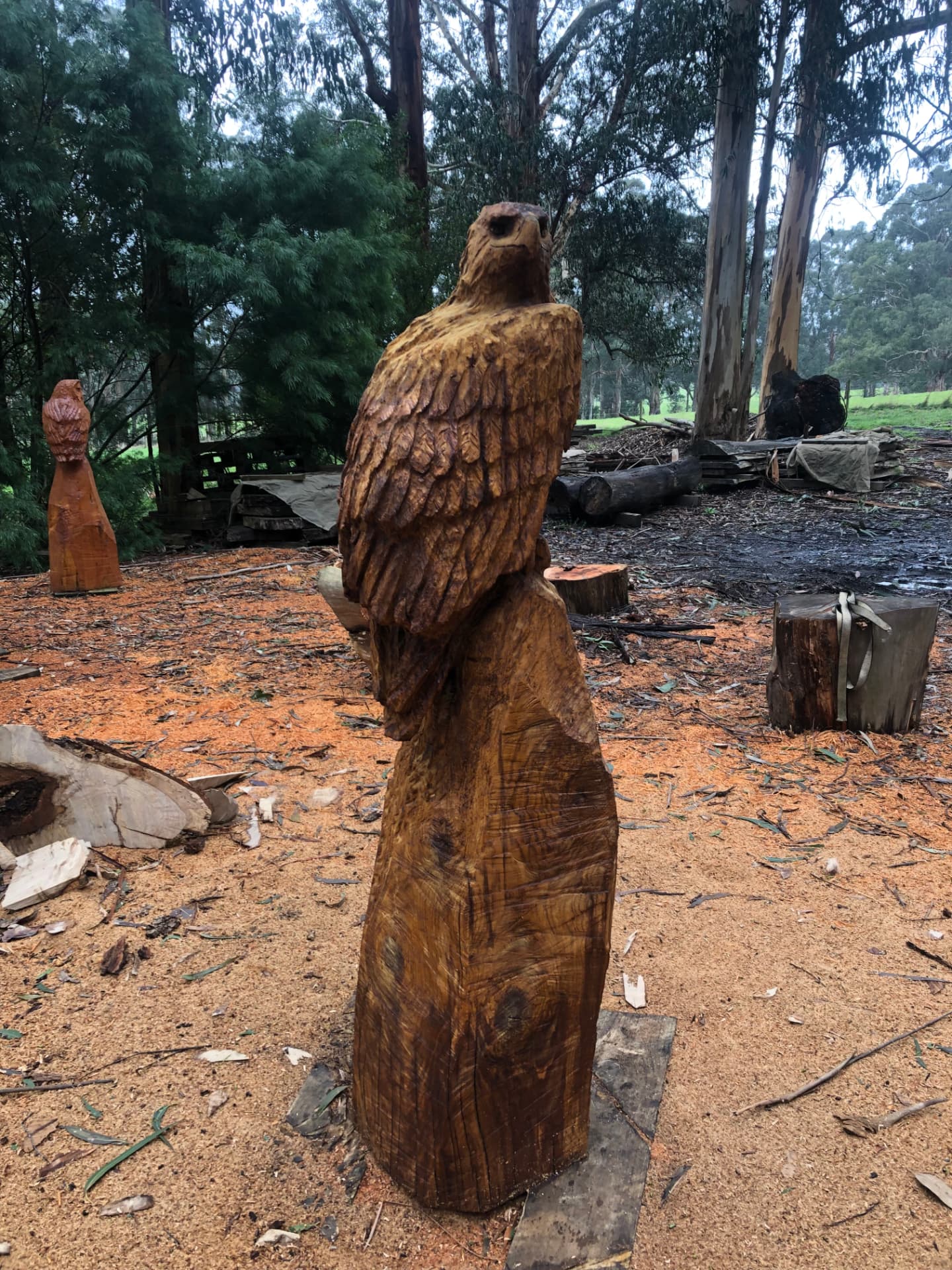 Wedge Tail Eagle — chainsaw sculpture in Oak